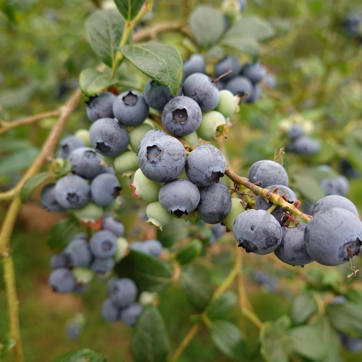 Hortblue Petite® áfonya