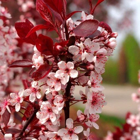 Törpe vérszilvafa - Prunus cistena