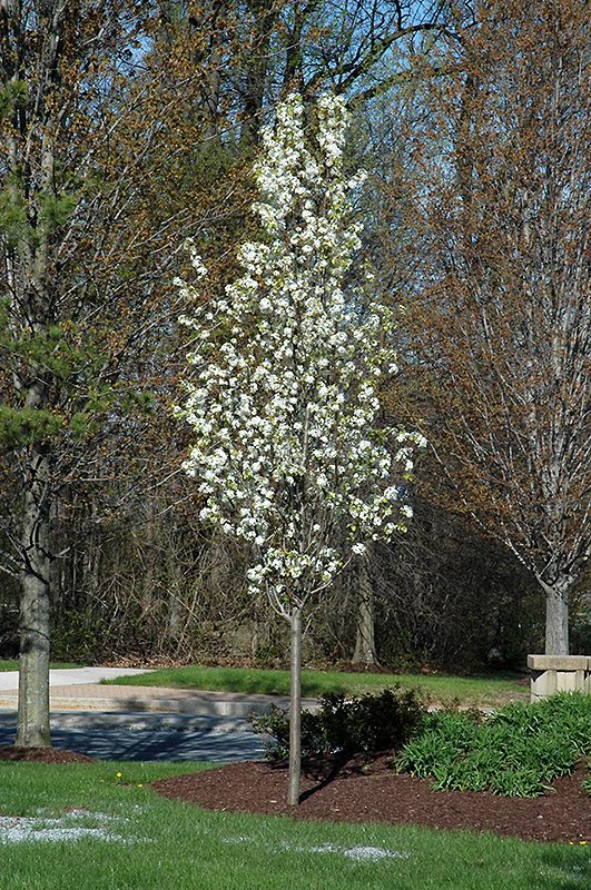 Capital díszkörte - Pyrus calleryana