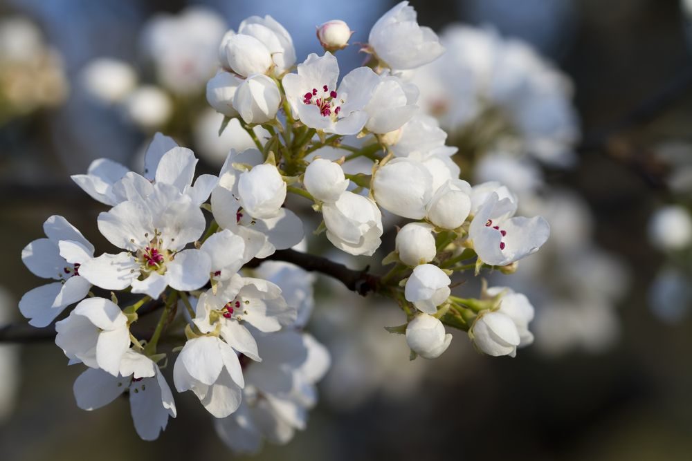 Capital díszkörte - Pyrus calleryana