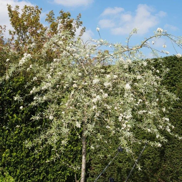 Pendula díszkörtefa - Pyrus salicifolia