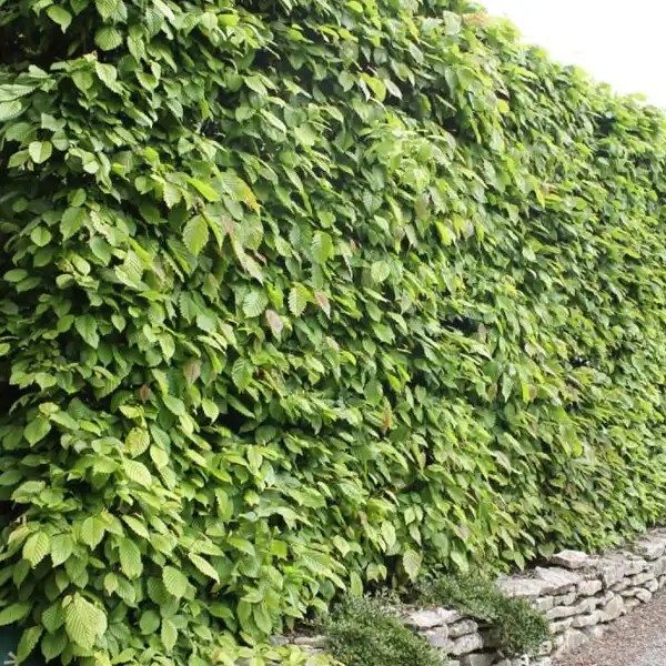 Gyertyán (Carpinus betulus)