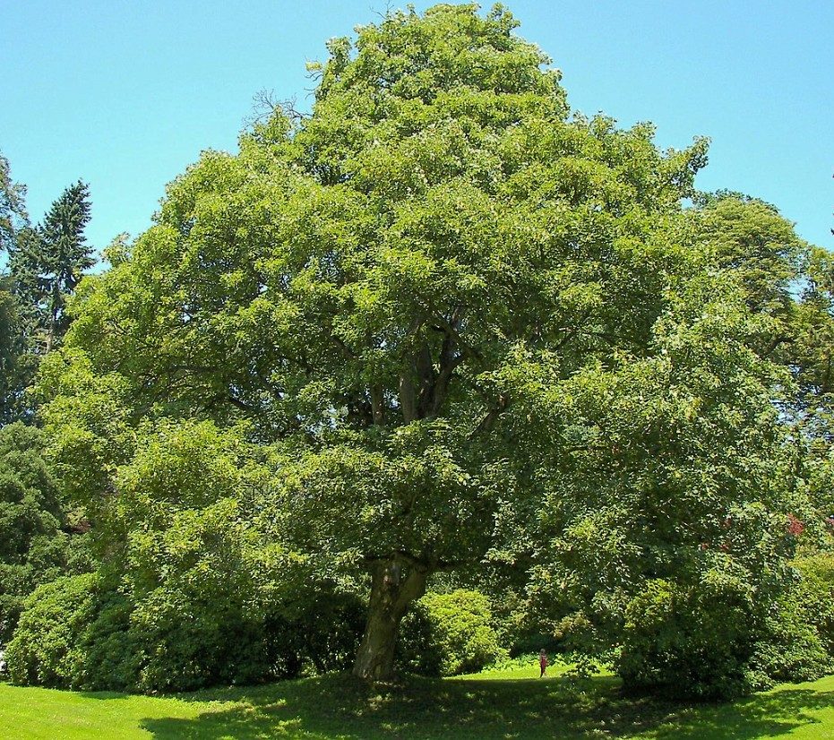 Hegyi juharfa - Acer pseudoplatanus