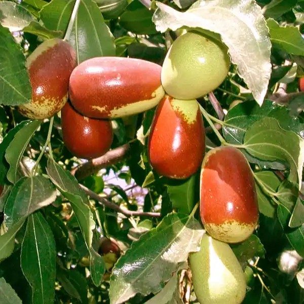'Lang' Ziziphus jujubafa