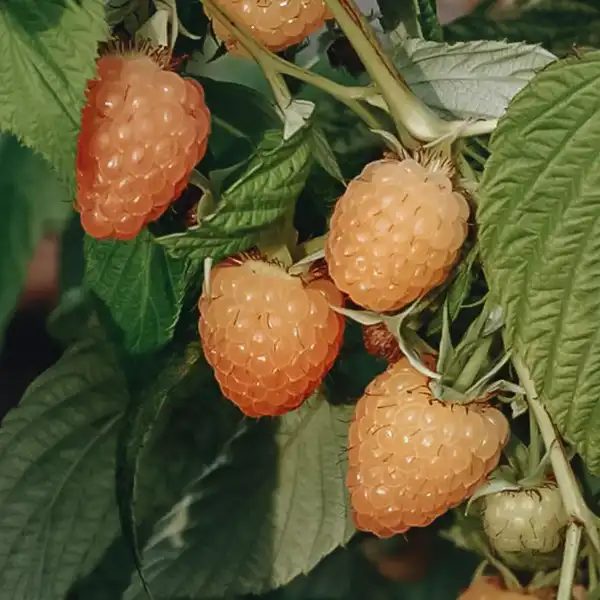 Primeberry Autumn Amber (kései) málnatő