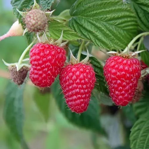 Primeberry Autumn First ® málnatő
