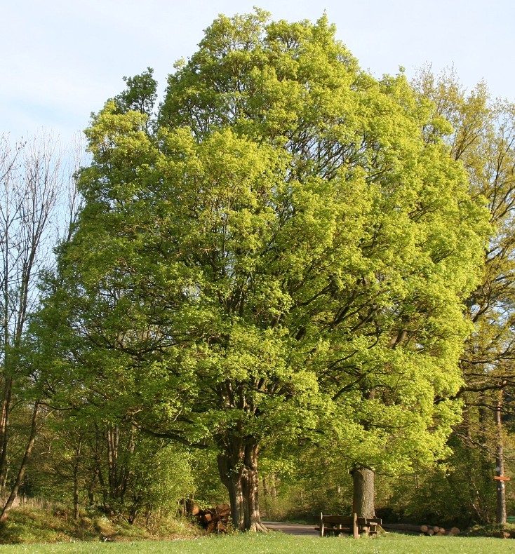 Mezei juharfa - Acer campestre