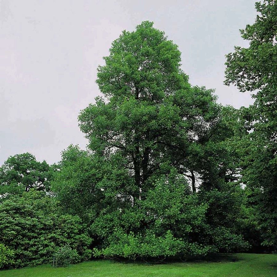 Mézgás éger (Enyves éger) - Alnus glutinosa