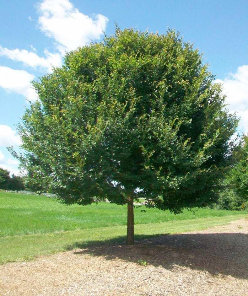 Puszta szil - facsemete méret - (Ulmus Pumila Puszta)