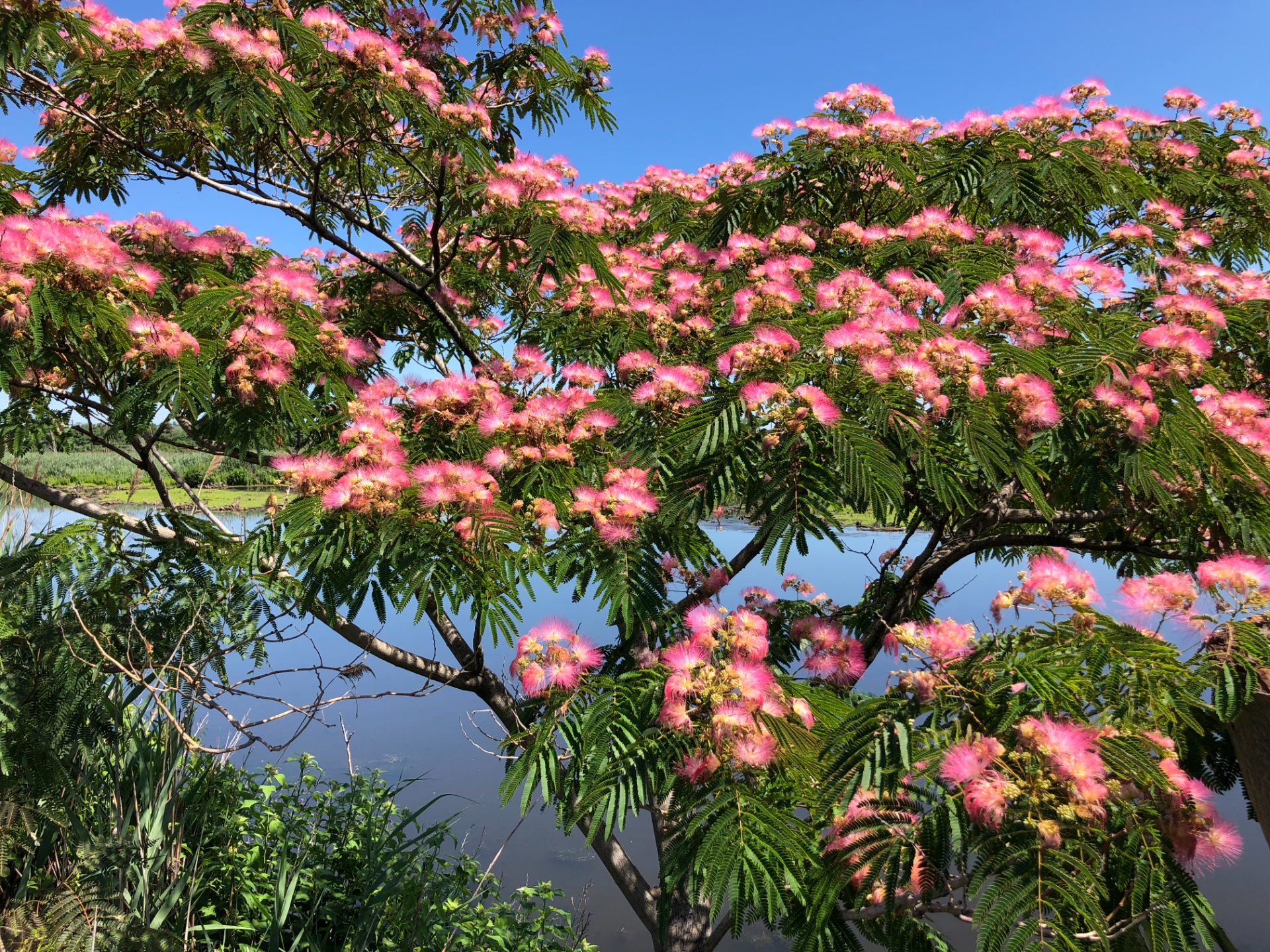 Selyemakác - Albizia julibrissin