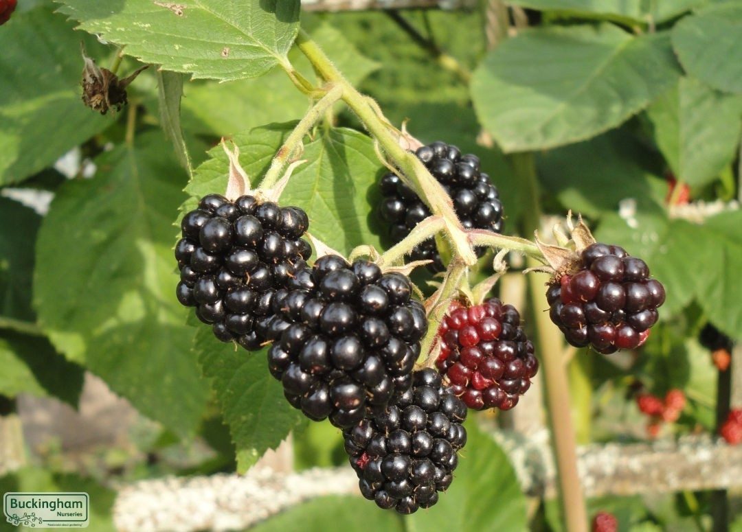 Thornless Boysenberry (tüskétlen) fekete szedertő