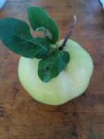 Leskováci birsfa - Image 3