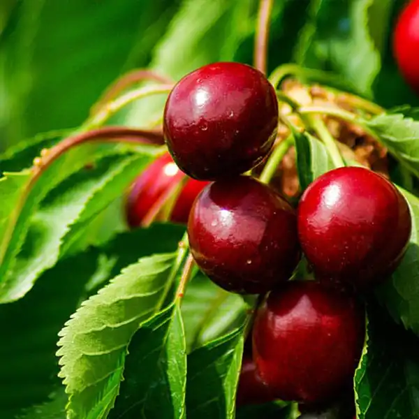 Cseresznye Sam1 Sam cseresznyefa - Image 1