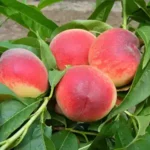 Springtime őszibarackfa