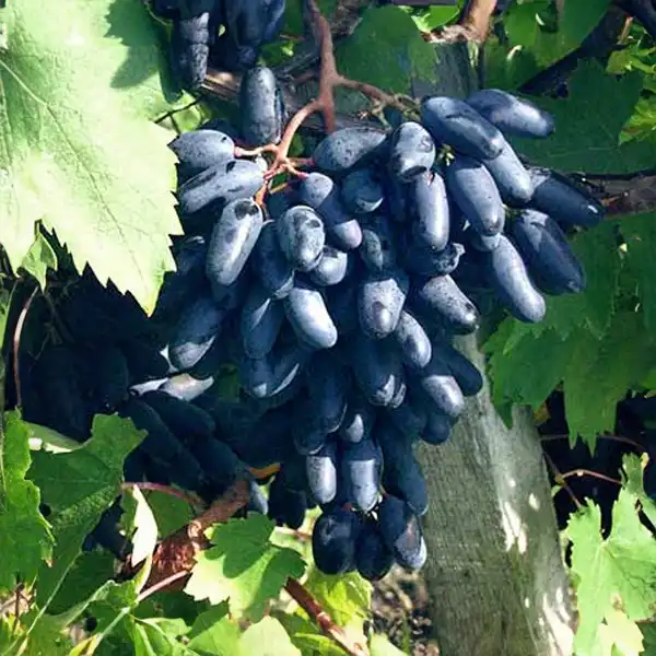 Szolo Souvenir Souvenir szőlőoltvány - Image 1