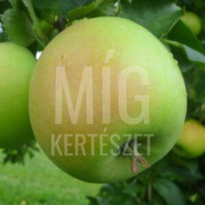 Mutsu alma - Míg Kertészet