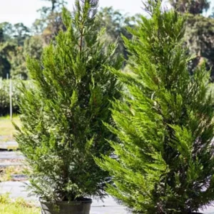 Leylandi ciprus (Cupressociparis x Leylandii)