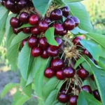 Christiana cseresznyefa