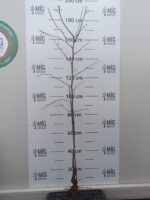 'Dong' Ziziphus jujuba (kínai datolya) - Image 2