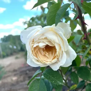 Lions rose (krémfehér, gyengéd illatú) ágyásrózsa - konténeres