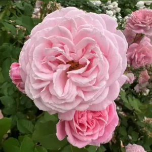 Rosengrafin Marie Henriette (rózsaszín, exklúzívan illatos) ágyásrózsa - konténeres