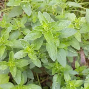 Oregánó / Szurokfű (Oreganum vulgare) - konténeres 9x9