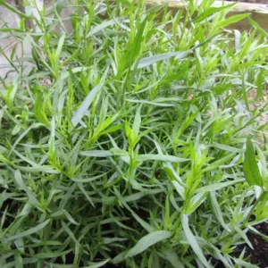 Tárkony - Artemisia dracunculus konténeres 9x9