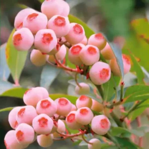 Pink Bonbons (rózsaszín) áfonya - konténeres