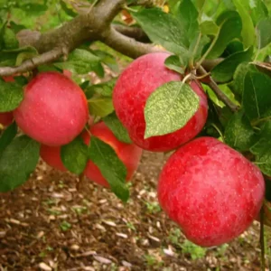 Florina almafa