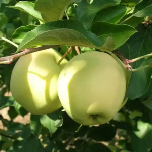 Golden Delicious almafa