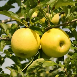 Golden Delicious Reinders almafa