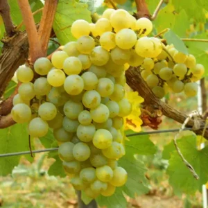 Chardonnay fehérbor szőlőoltvány