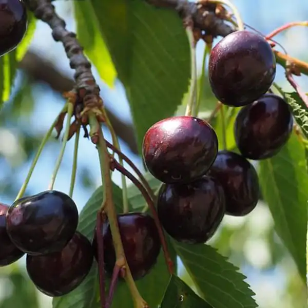 Cseresznye Szomolyai Fekete Szomolyai fekete cseresznyefa - Image 1