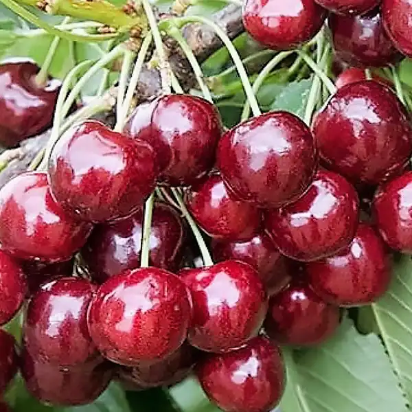 Cseresznye Disznodi Fuszeres Disznódi fűszeres cseresznyefa - Image 1