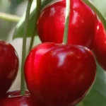 Sándor cseresznyefa