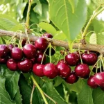 Swing® cseresznyefa