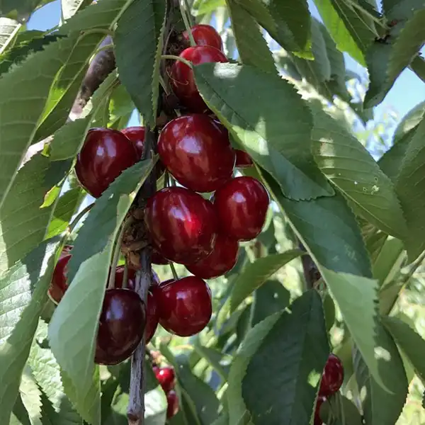 Cseresznye Tamara TamaraⓈ cseresznyefa - Image 1