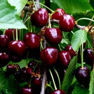 Vera® cseresznyefa