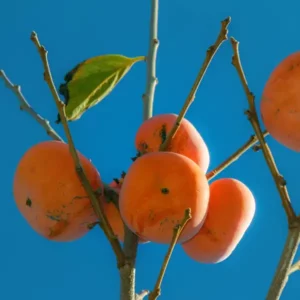 Rosseyanka datolyaszilva