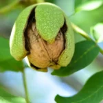 Alsószentiváni 117 dióoltvány