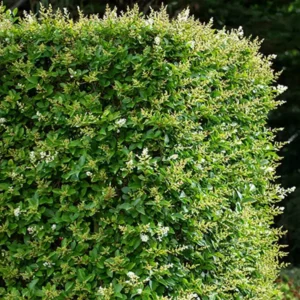 Télizöld fagyal (Ligustrum ovalifolium) - 40/60 szabadgyökerű 20 db-os köteg