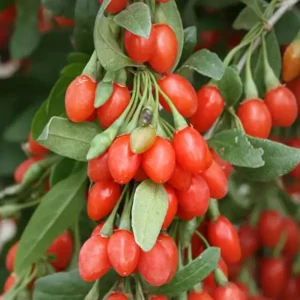 Korean Big goji bogyótő - bokor konténeres