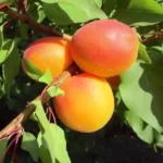 Budapest kajszibarackfa