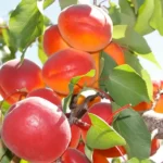 Ceglédi bíborkajszi kajszibarackfa