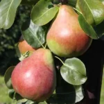 Obelisk® oszlopos körtefa