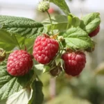 Autumn Blissy (folyton termő) málnatő