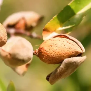 Penta mandulafa
