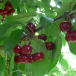 Érdi nagygyümölcsű meggyfa