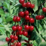 Cigánymeggy 404 meggyfa