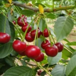 Cigánymeggy 7 meggyfa